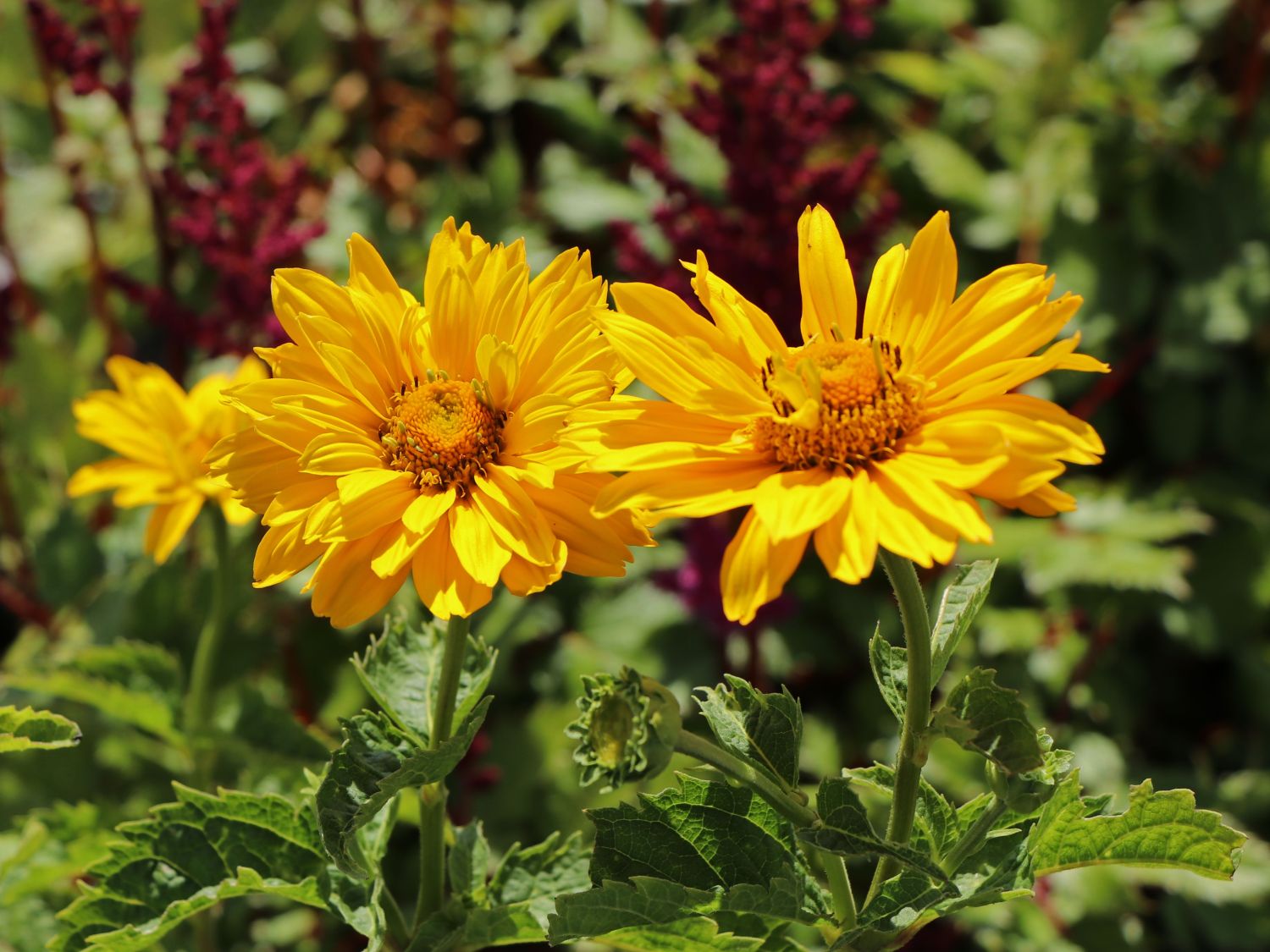Sonnenauge 'Sole d'Oro' - Heliopsis scabra 'Sole d'Oro'