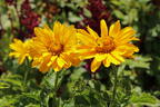 Sonnenauge 'Sole d'Oro' - Heliopsis scabra 'Sole d'Oro'