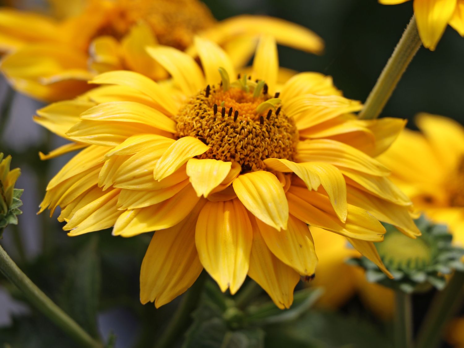 Sonnenauge 'Sole d'Oro' - Heliopsis scabra 'Sole d'Oro'