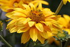 Sonnenauge 'Sole d'Oro' - Heliopsis scabra 'Sole d'Oro'