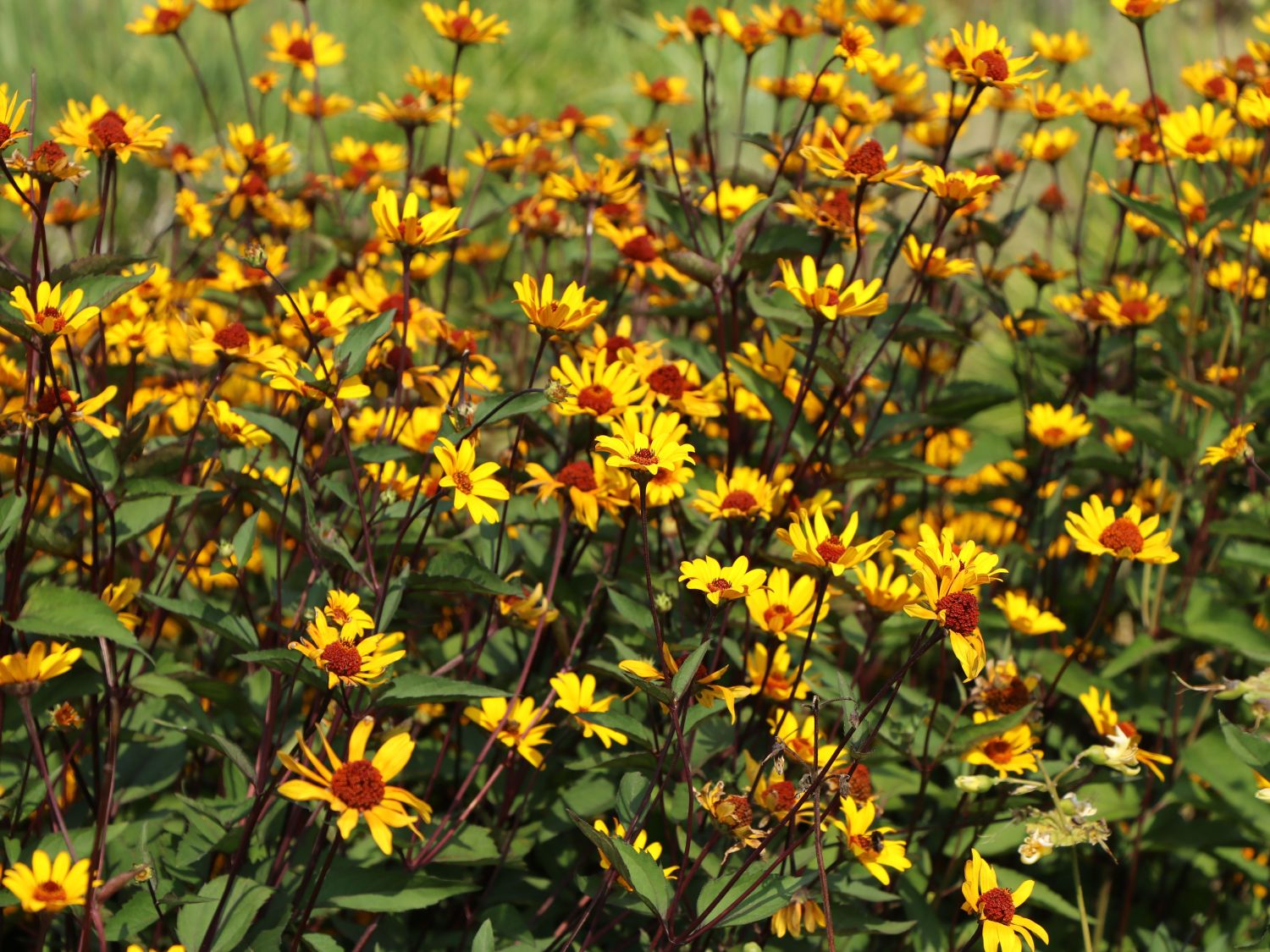 Sonnenauge 'Summer Nights' - Heliopsis helianthoides 'Summer Nights'