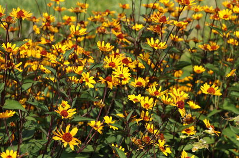 Sonnenauge 'Summer Nights' - Heliopsis helianthoides 'Summer Nights'