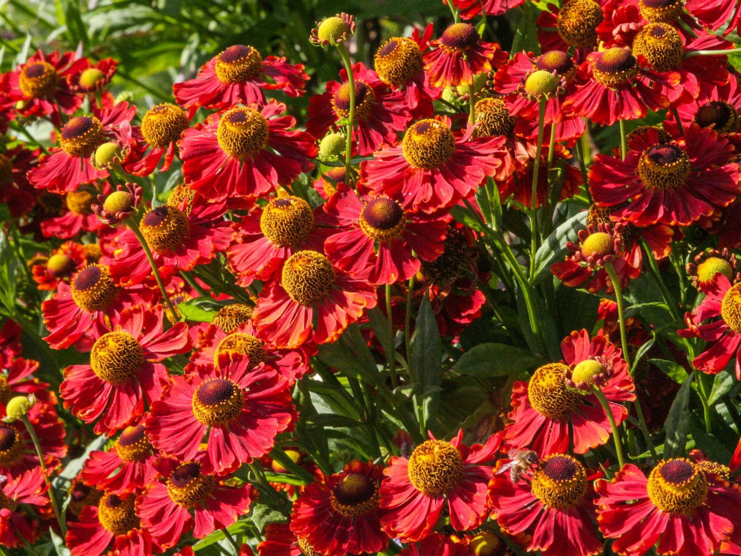 Sonnenbraut (Helenium)