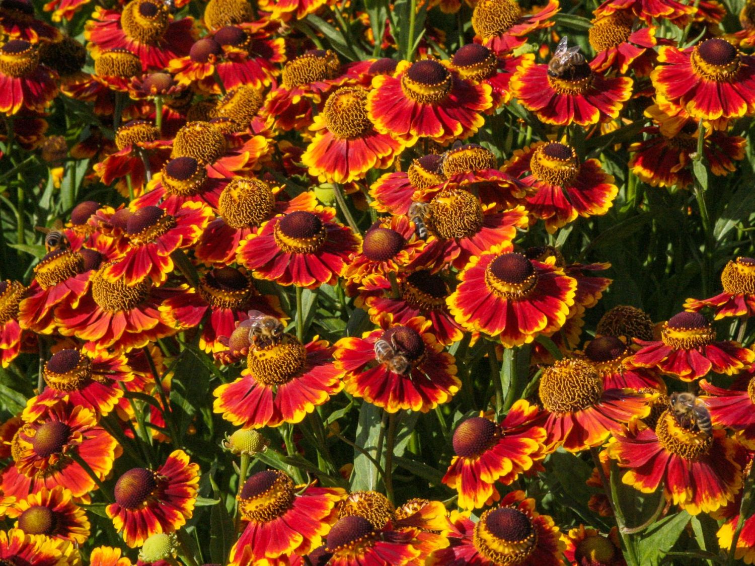 Sonnenbraut 'Biedermeier' - Helenium x cultorum 'Biedermeier'