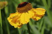 Sonnenbraut 'El Dorado' - Helenium x cultorum 'El Dorado'