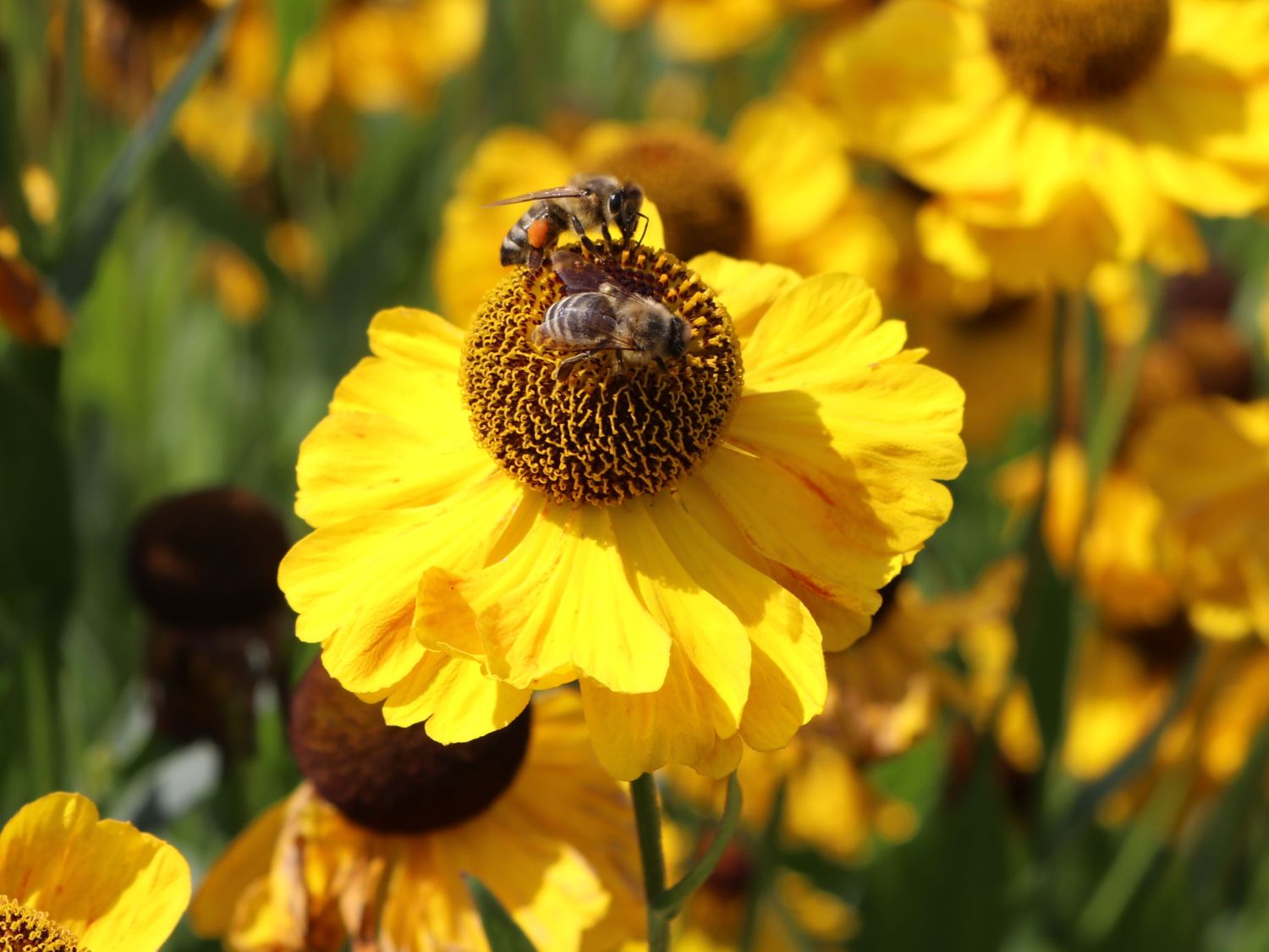 Sonnenbraut 'El Dorado' - Helenium x cultorum 'El Dorado'