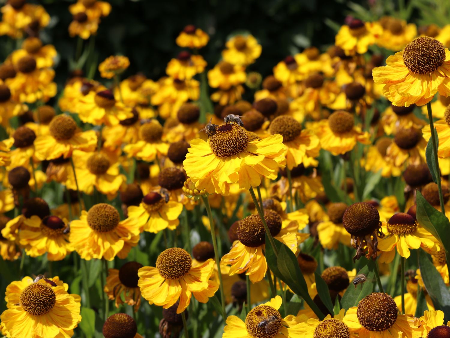 Sonnenbraut 'El Dorado' - Helenium x cultorum 'El Dorado'