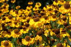 Sonnenbraut 'El Dorado' - Helenium x cultorum 'El Dorado'