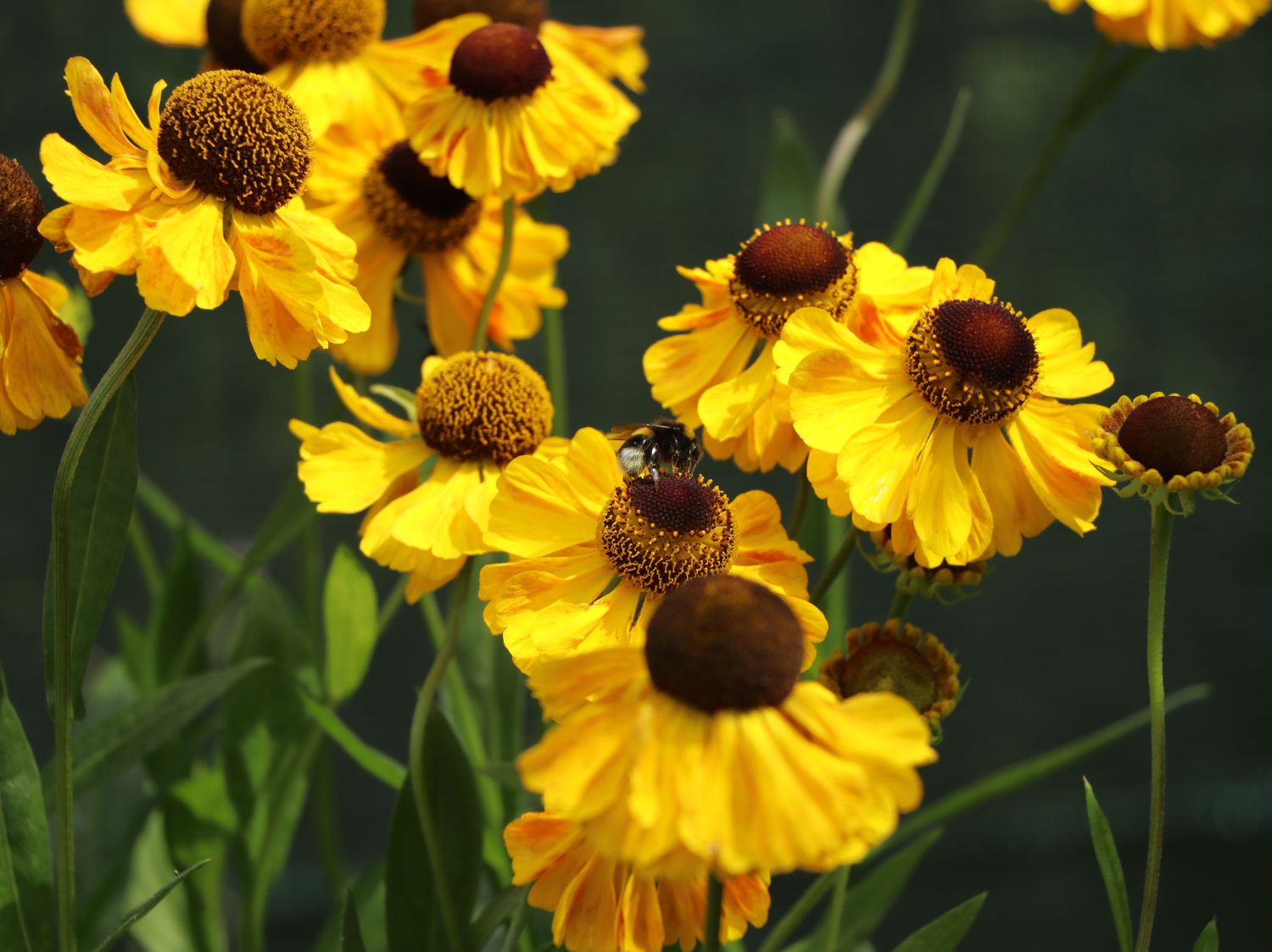 Sonnenbraut 'El Dorado' - Helenium x cultorum 'El Dorado'