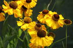 Sonnenbraut 'El Dorado' - Helenium x cultorum 'El Dorado'