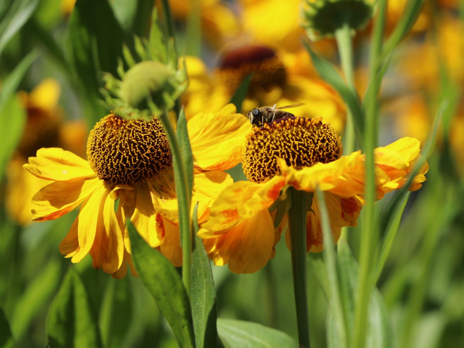 Sonnenbraut 'El Dorado' - Helenium x cultorum 'El Dorado'