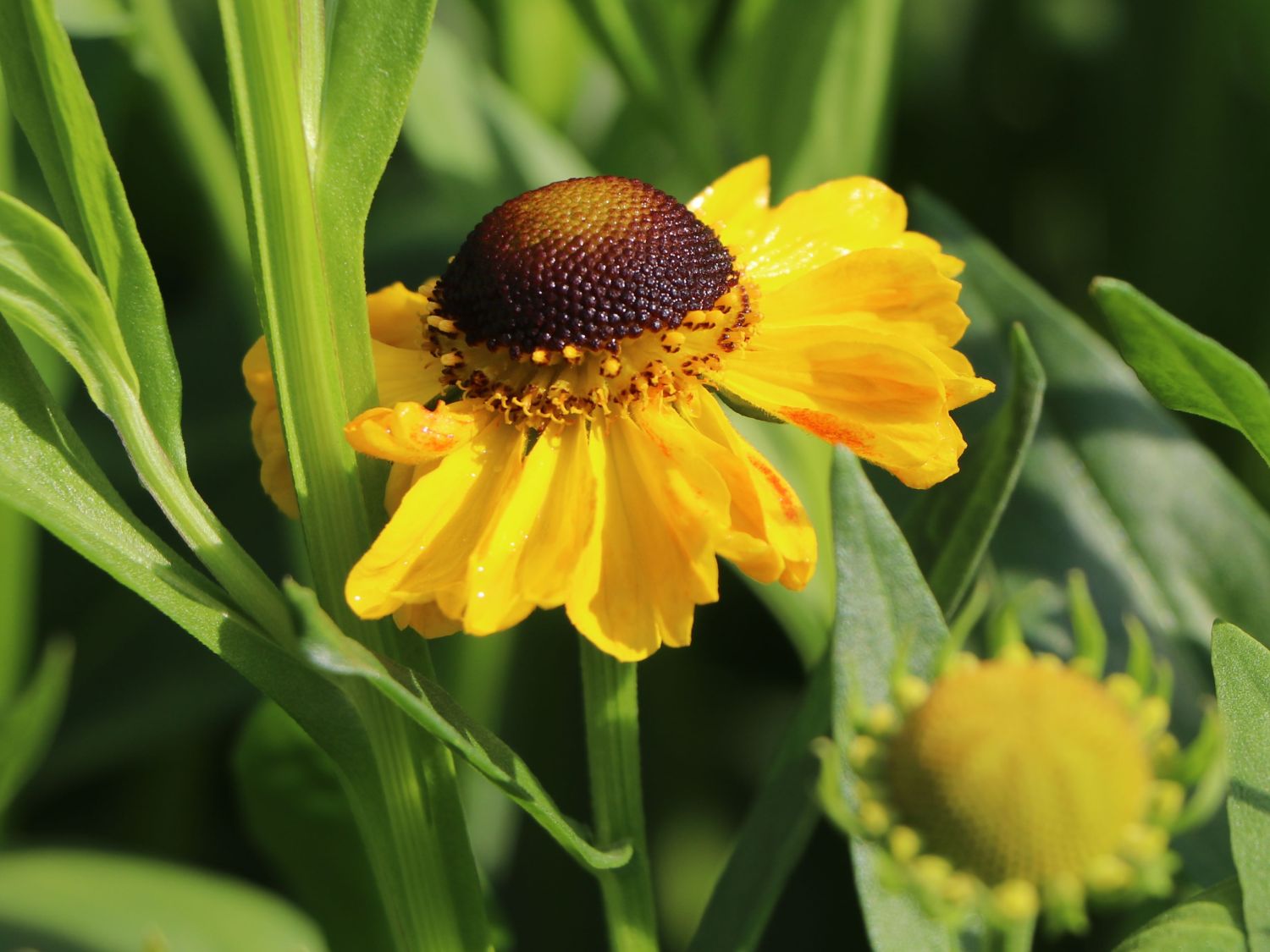 Sonnenbraut 'El Dorado' - Helenium x cultorum 'El Dorado'