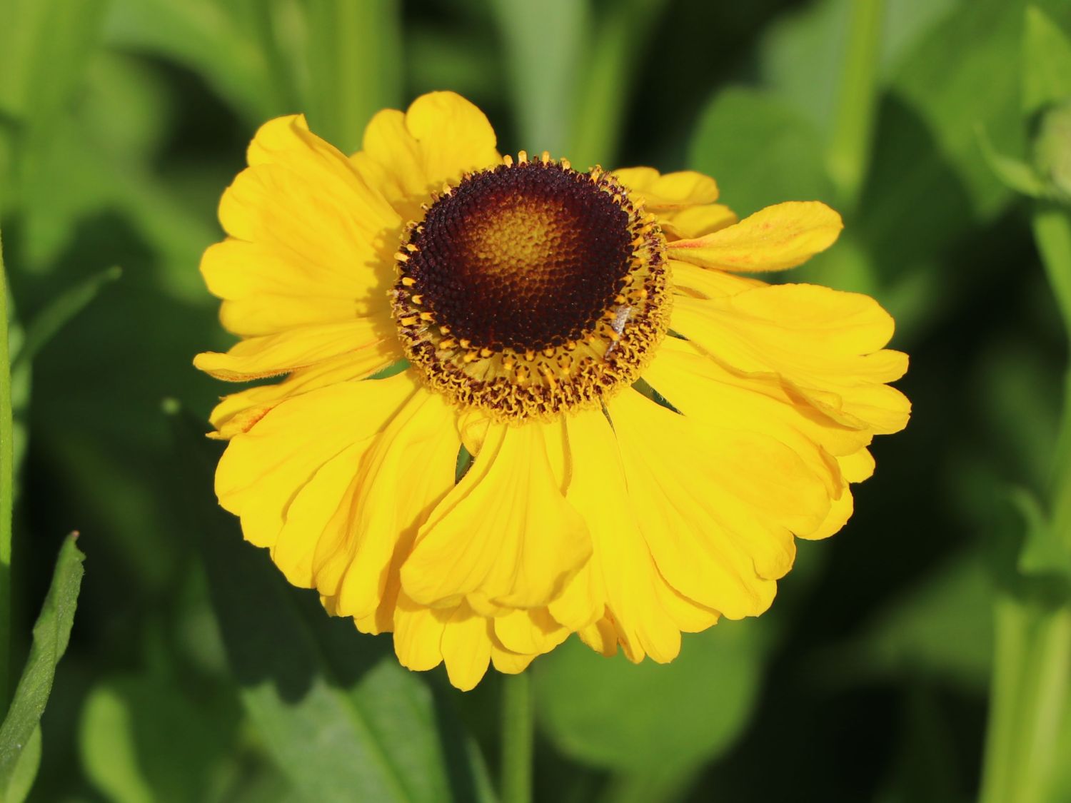 Sonnenbraut 'El Dorado' - Helenium x cultorum 'El Dorado'