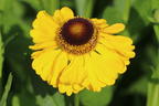 Sonnenbraut 'El Dorado' - Helenium x cultorum 'El Dorado'