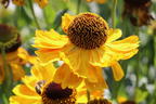 Sonnenbraut 'El Dorado' - Helenium x cultorum 'El Dorado'