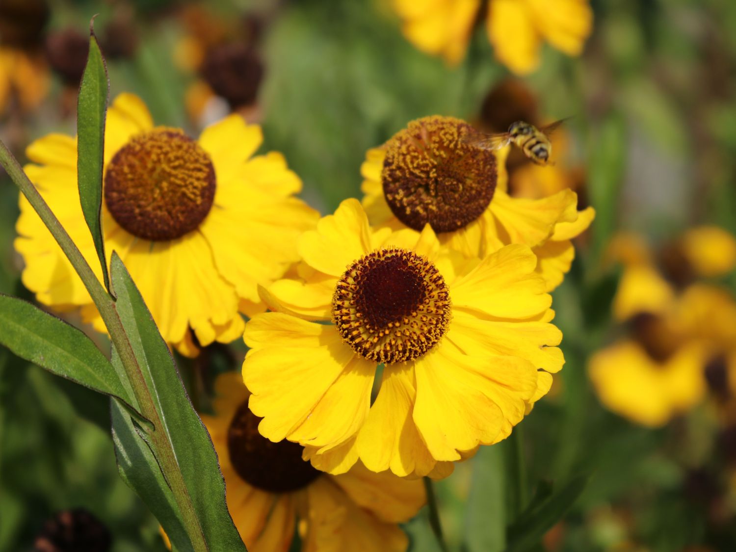 Sonnenbraut 'El Dorado' - Helenium x cultorum 'El Dorado'