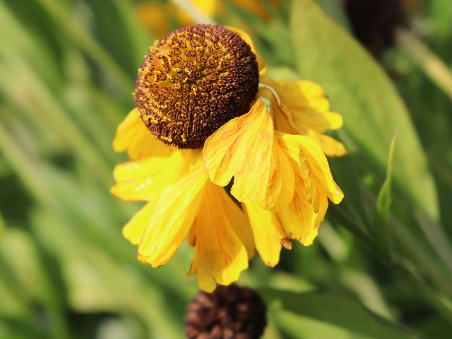 Sonnenbraut 'El Dorado' - Helenium x cultorum 'El Dorado'