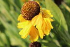 Sonnenbraut 'El Dorado' - Helenium x cultorum 'El Dorado'