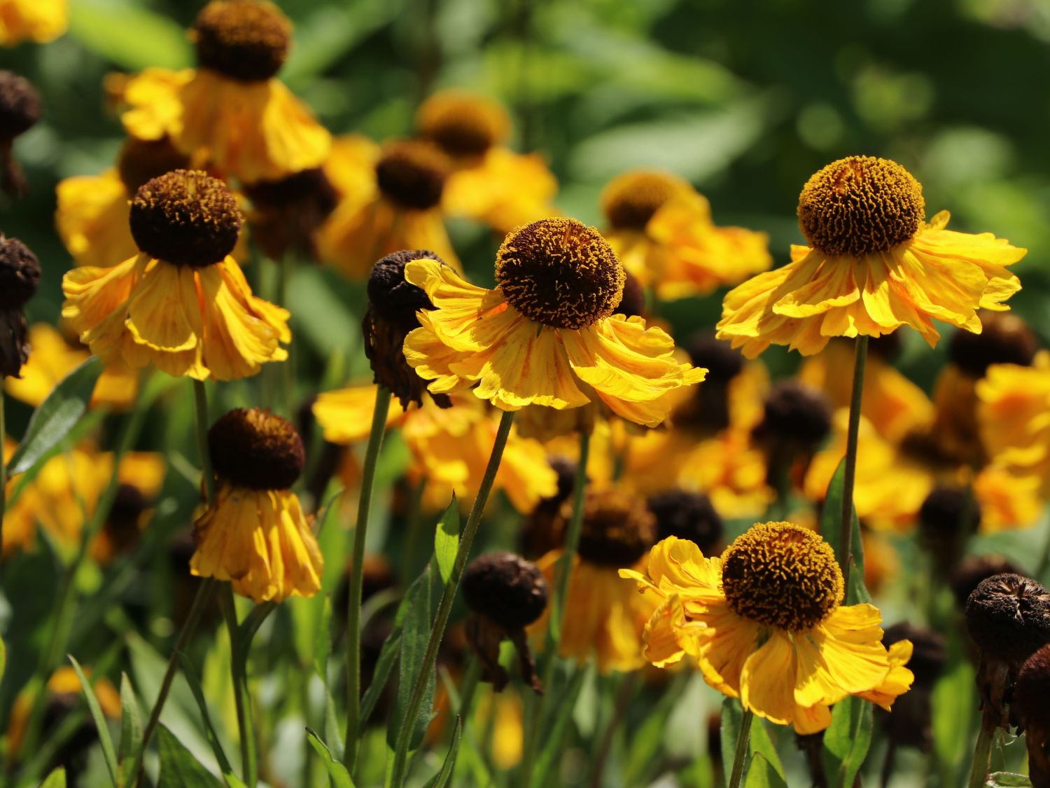 Sonnenbraut 'El Dorado' - Helenium x cultorum 'El Dorado'