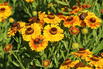 Sonnenbraut 'Hartmut Rieger' - Helenium x cultorum 'Hartmut Rieger'