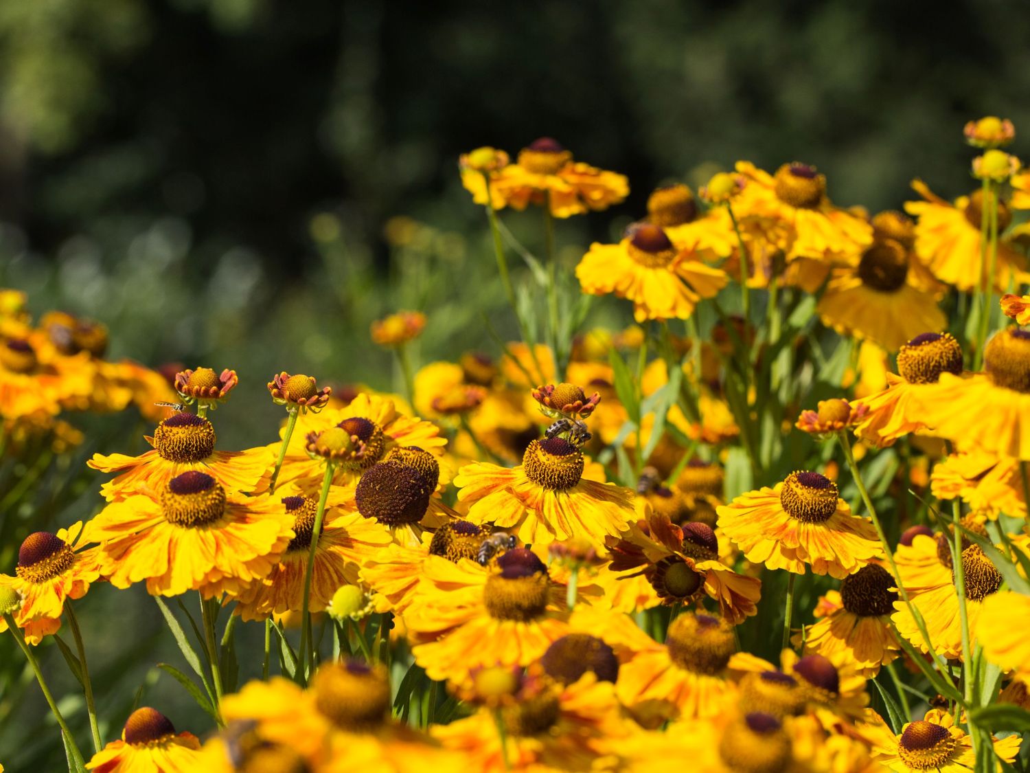 Sonnenbraut 'Hartmut Rieger' - Helenium x cultorum 'Hartmut Rieger'
