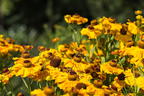Sonnenbraut 'Hartmut Rieger' - Helenium x cultorum 'Hartmut Rieger'