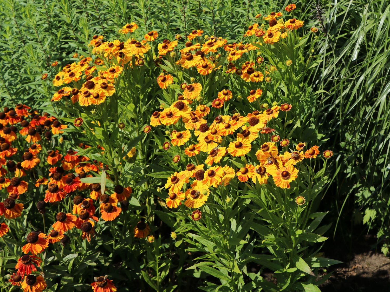 Sonnenbraut 'Hartmut Rieger' - Helenium x cultorum 'Hartmut Rieger'