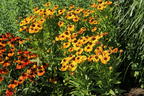 Sonnenbraut 'Hartmut Rieger' - Helenium x cultorum 'Hartmut Rieger'