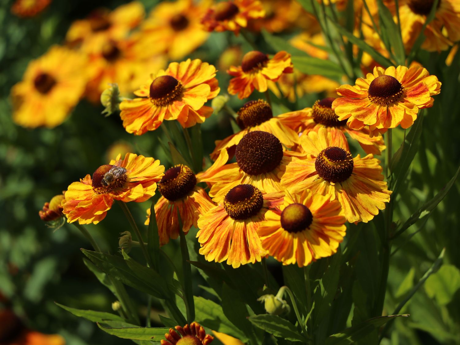 Sonnenbraut 'Hartmut Rieger' - Helenium x cultorum 'Hartmut Rieger'