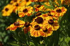 Sonnenbraut 'Hartmut Rieger' - Helenium x cultorum 'Hartmut Rieger'