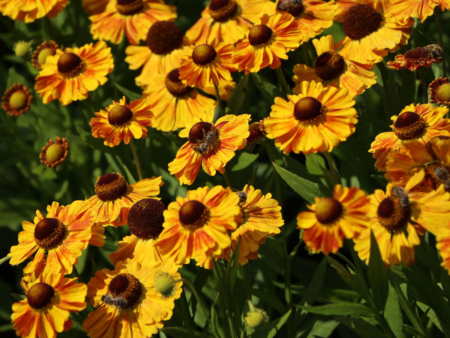 Sonnenbraut 'Hartmut Rieger' - Helenium x cultorum 'Hartmut Rieger'
