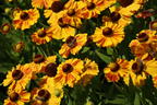 Sonnenbraut 'Hartmut Rieger' - Helenium x cultorum 'Hartmut Rieger'