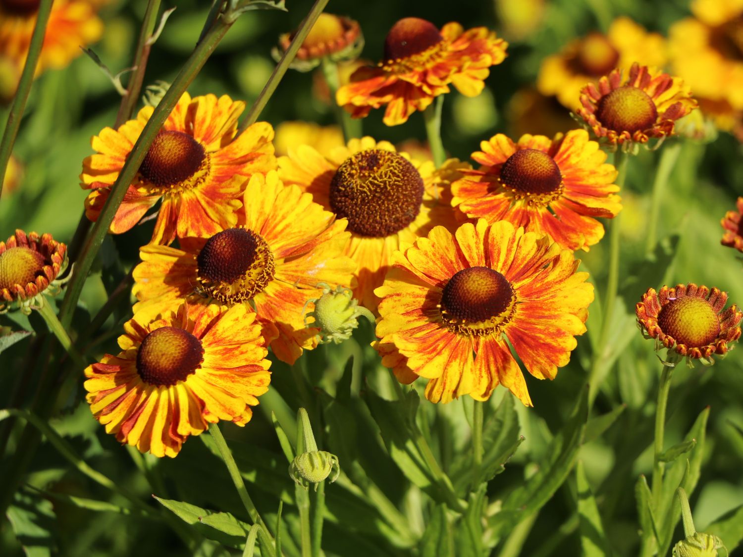 Sonnenbraut 'Hartmut Rieger' - Helenium x cultorum 'Hartmut Rieger'
