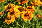 Sonnenbraut 'Hartmut Rieger' - Helenium x cultorum 'Hartmut Rieger'