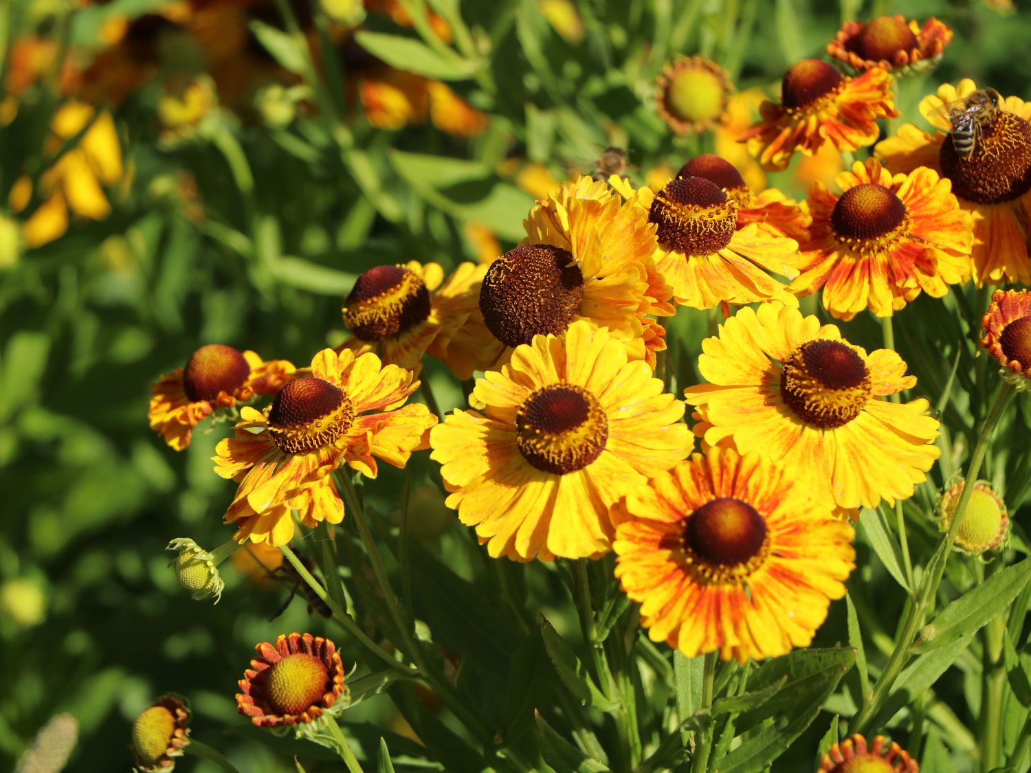 Sonnenbraut 'Hartmut Rieger' - Helenium x cultorum 'Hartmut Rieger'