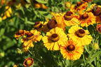 Sonnenbraut 'Hartmut Rieger' - Helenium x cultorum 'Hartmut Rieger'