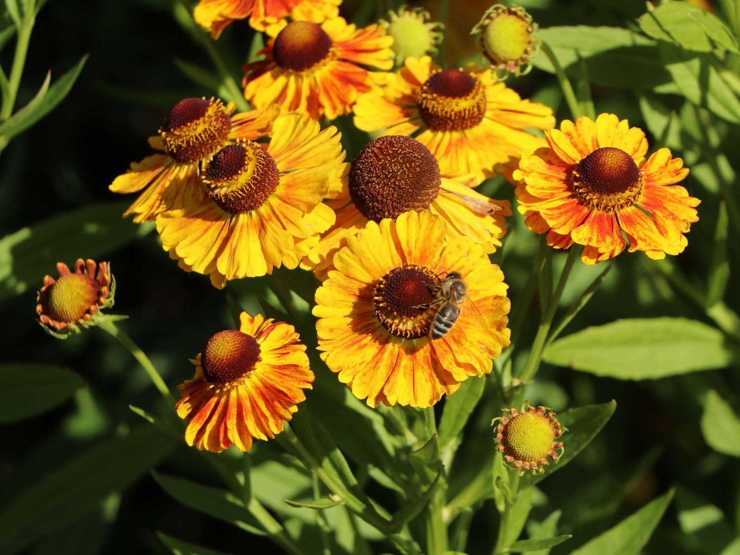 Sonnenbraut 'Hartmut Rieger' - Helenium x cultorum 'Hartmut Rieger'