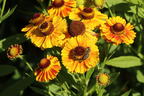 Sonnenbraut 'Hartmut Rieger' - Helenium x cultorum 'Hartmut Rieger'