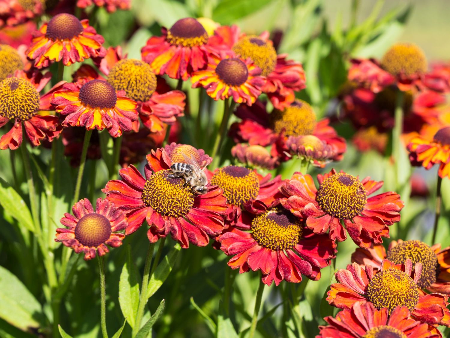 Sonnenbraut 'Hot Lava'