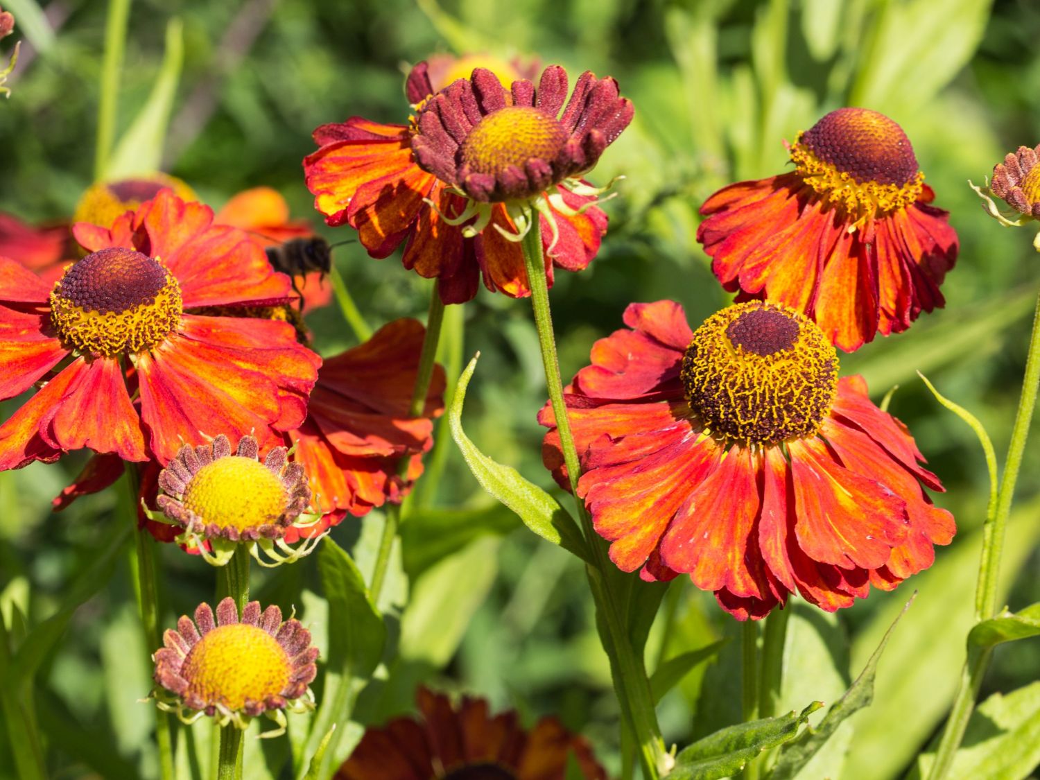 Sonnenbraut 'Indianersommer' - Helenium x cultorum 'Indianersommer'