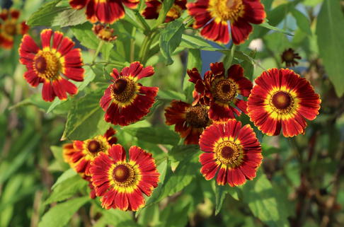 Sonnenbraut 'Königstiger' - Helenium x cultorum 'Königstiger'