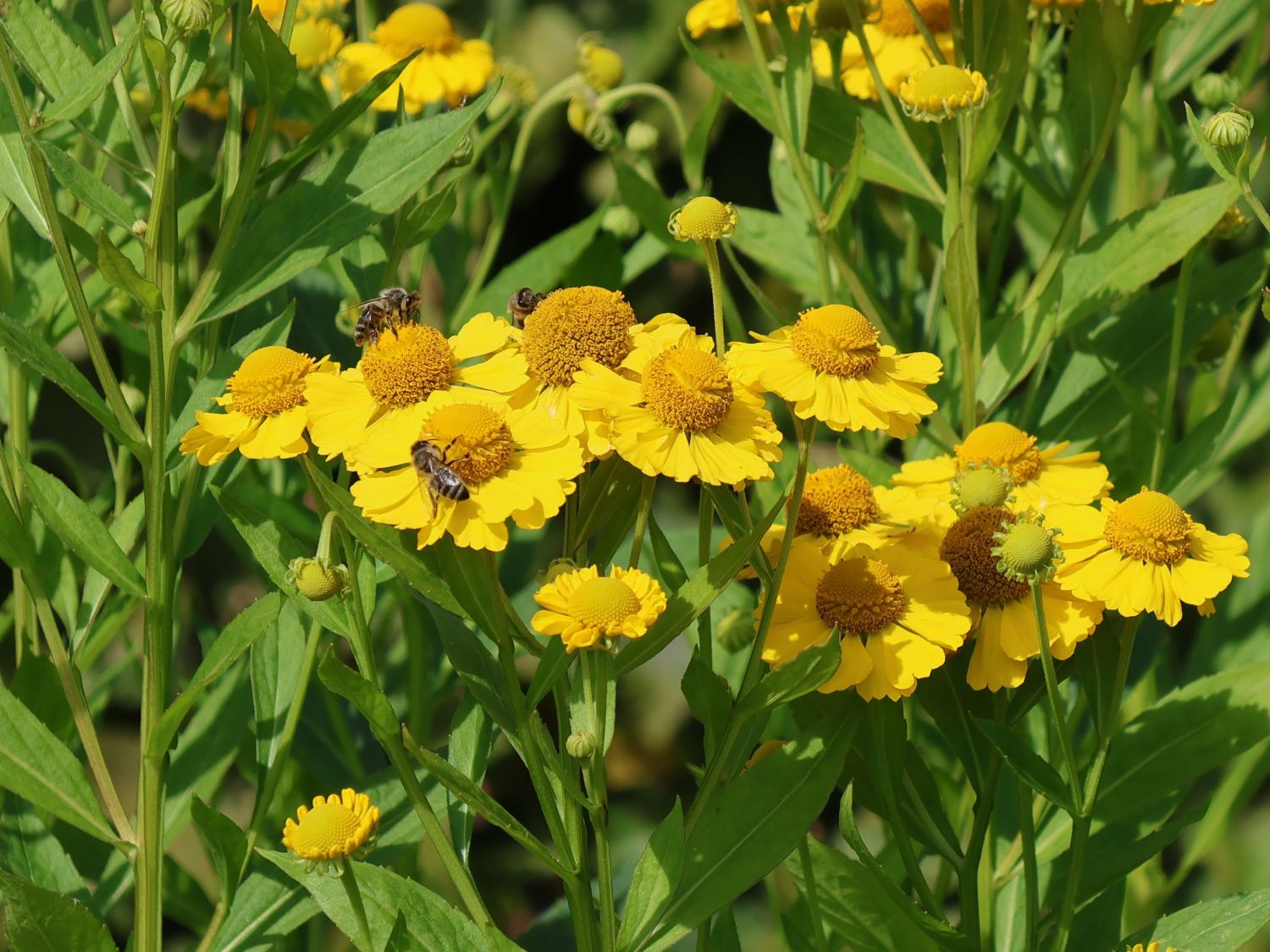 Sonnenbraut 'Kugelsonne'