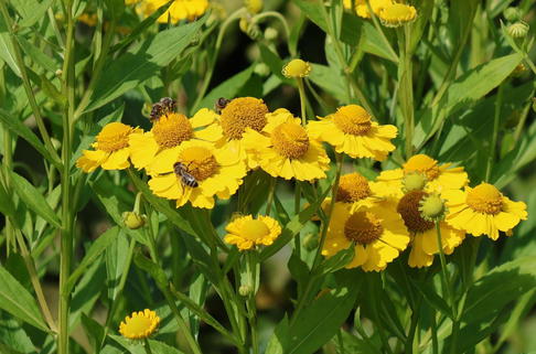 Sonnenbraut 'Kugelsonne' - Helenium x cultorum 'Kugelsonne'