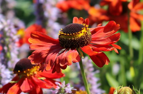 Sonnenbraut 'Kupferzwerg' - Helenium x cultorum 'Kupferzwerg'