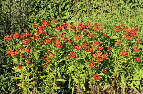 Sonnenbraut 'Mahagoni' - Helenium x cultorum 'Mahagoni'