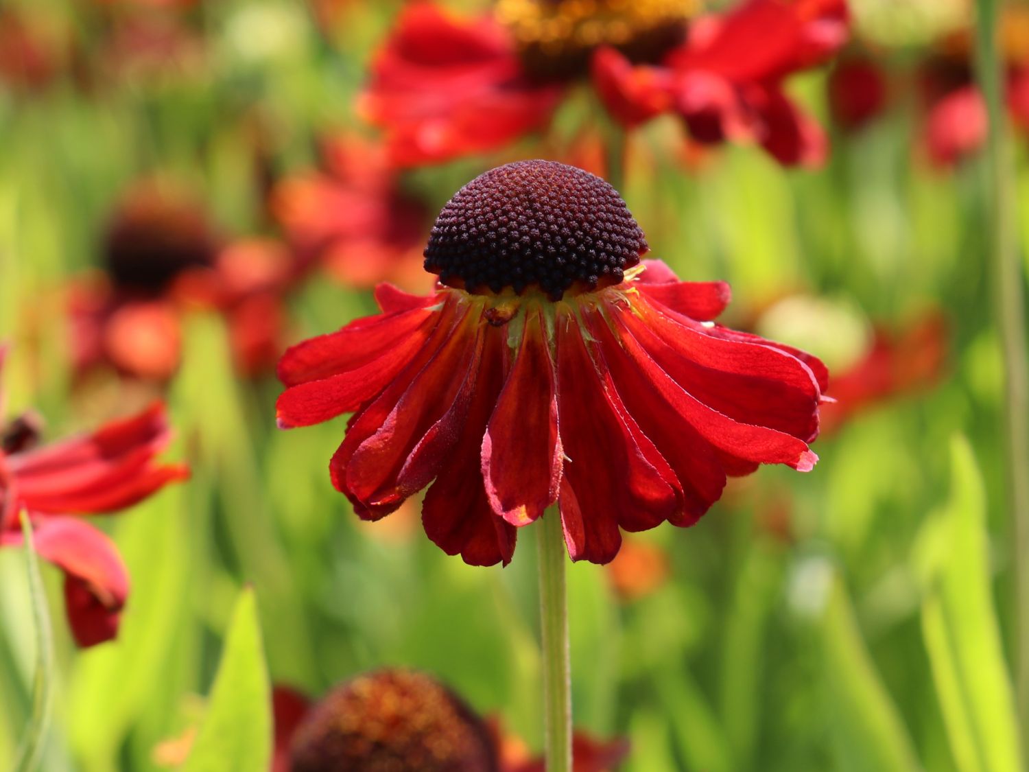 Sonnenbraut 'Meranti'