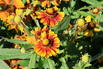 Sonnenbraut 'Peach Sundae' - Helenium x cultorum 'Peach Sundae'