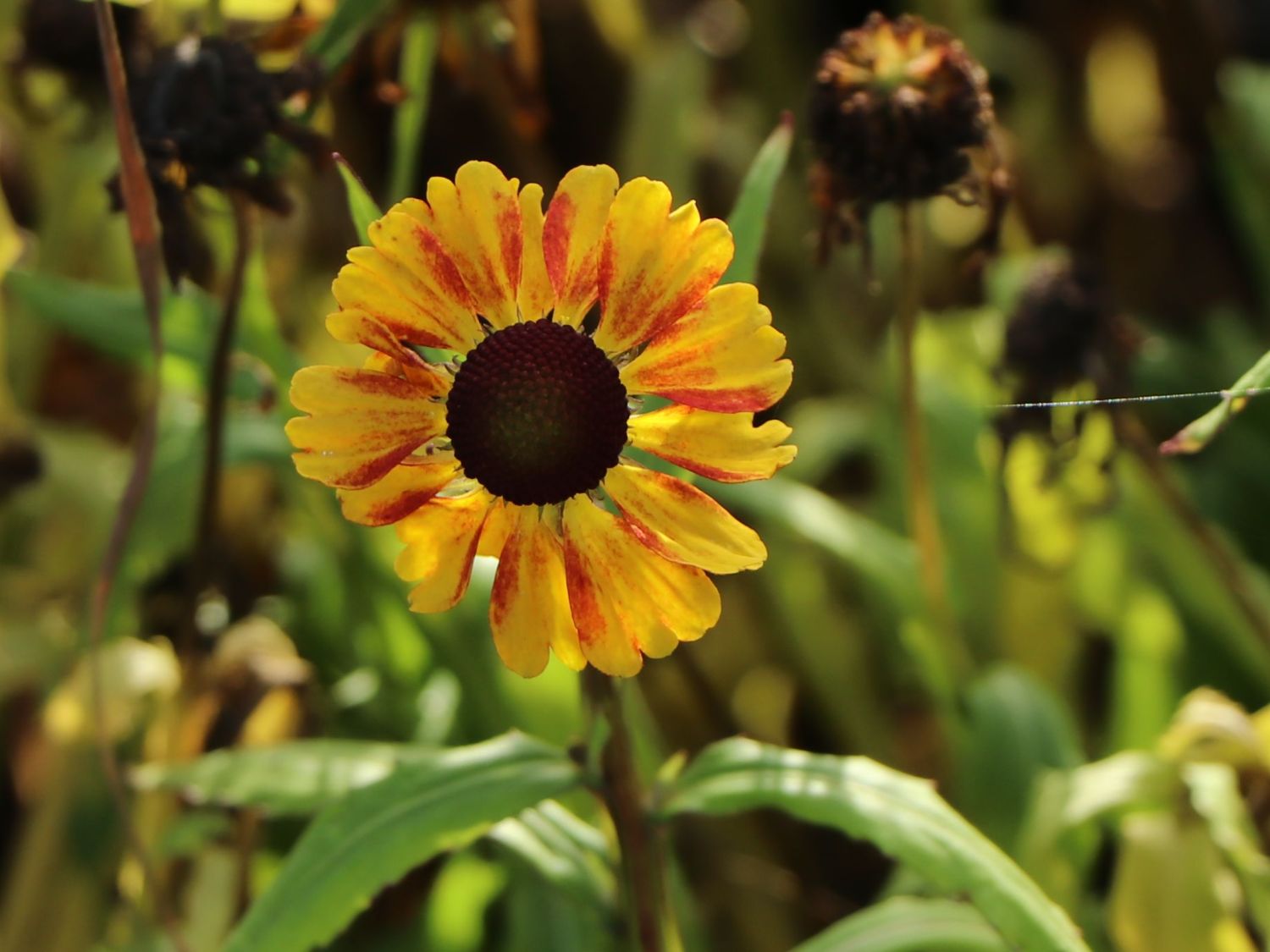 Sonnenbraut 'Peach Sundae' - Helenium x cultorum 'Peach Sundae'