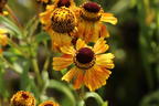 Sonnenbraut 'Peach Sundae' - Helenium x cultorum 'Peach Sundae'