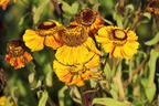 Sonnenbraut 'Peach Sundae' - Helenium x cultorum 'Peach Sundae'